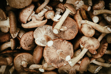 Shiitake mushrooms,close up. Macro food background.