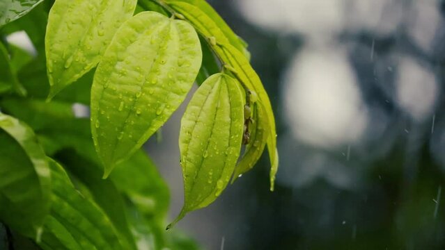 green leaf in the rain, close up of green leaves