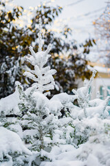 Christmas Background with snow covered green fir tree close up. Outdoor frost scene. Winter natural background