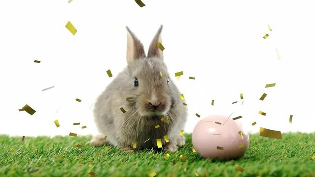 Animation of confetti falling over rabbit with egg on white background