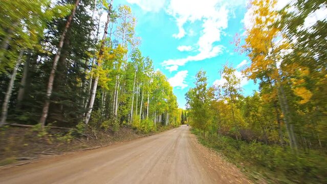 Kebler Pass, Colorado car driving vehicle shot of scenic drive dirt road in autumn fall by aspen trees golden orange yellow forest woods