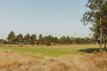 Fototapeta na wymiar landscape with a tree in the field