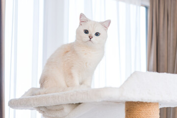 white cat on the window