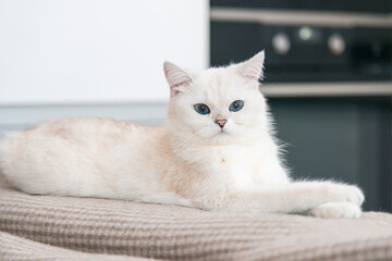 white cat on the floor