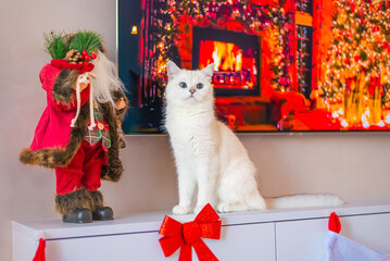 white cat  christmas black eyes beautiful