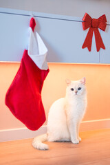 cat and christmas gift