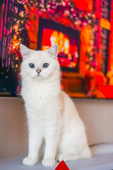 white cat  christmas black eyes beautiful
