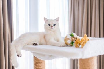 white cat in a window