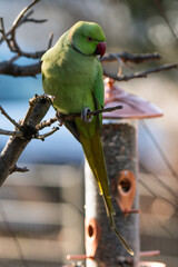 Ring-necked parakeet at a feeding place in the garden.