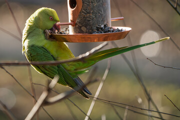 Climbing Ring-necked parakeet at a feeding place in the garden.