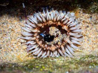 Fototapeta na wymiar dahlia anemone (Urticina felina) on a rock during low tide on a beach in Galicia, Spain