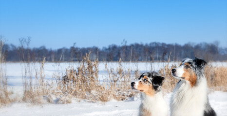 Portrait von zwei hübschen Australian Shepherd Hunden im Winter mit Schnee, Sonne und blauen Himmel.  - 706314248