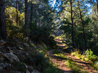 Beautiful spring forest mountain path early in the morning in Turkey. The sun's rays break through the tree branches. No people. Beautiful mountain landscape