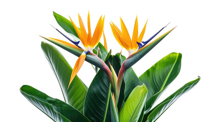 Strelitzia reginae flower plant with leaves isolated on transparent background