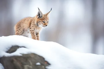 Gordijnen lynx perched on snow-covered rock © stickerside