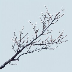Fototapeta na wymiar Branch On Blue Sky, White Background, Illustrations Images