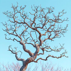 Fototapeta premium Branch On Blue Sky, White Background, Illustrations Images