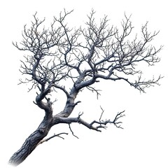 Branch On Blue Sky, White Background, Illustrations Images