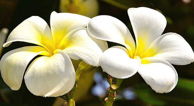 Frangipani der Zauber der Karibik
