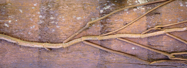 Textured Wooden Surface with Intertwined Dried Vines