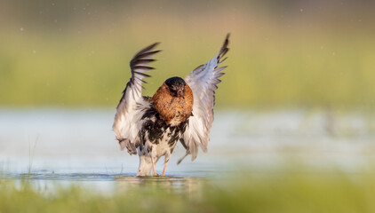 Ruff - male bird at a wetland on the mating season in spring