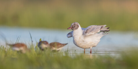 Black-headed Gull - at the mating season in spring at a wetland