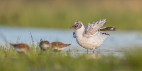 Black-headed Gull - at the mating season in spring at a wetland