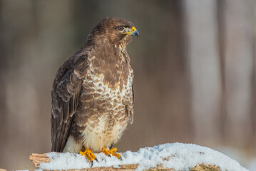 Common Buzzard in winter at a wet forest