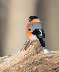 Eurasian Bullfinch - male at a wet forest in winter