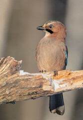 Eurasian Jay - in winter at the wet forest