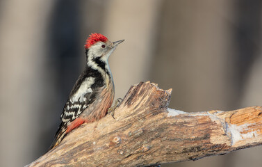 Middle Spotted Woodpecker - in the wet forest in winter