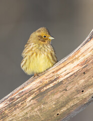 Yellowhammer  - female in winter at a wet forest