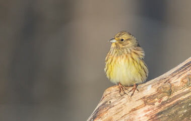 Obraz premium Yellowhammer - female in winter at a wet forest