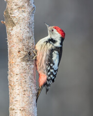 Middle Spotted Woodpecker - in the wet forest in winter
