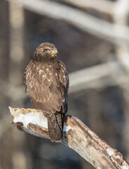 Common Buzzard in winter at a wet forest