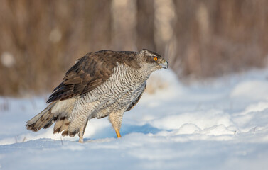 Northern Goshawk - adult bird at a wet forest in winter