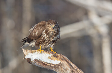 Common Buzzard in winter at a wet forest
