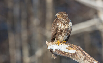 Common Buzzard in winter at a wet forest