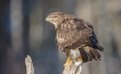 Common Buzzard in winter at a wet forest