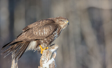 Common Buzzard in winter at a wet forest