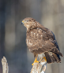 Common Buzzard in winter at a wet forest