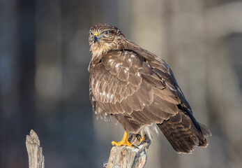 Common Buzzard in winter at a wet forest