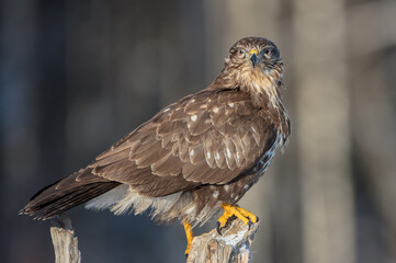 Common Buzzard in winter at a wet forest