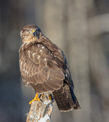 Common Buzzard in winter at a wet forest