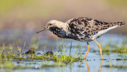 Ruff - male bird at a wetland on the mating season in spring