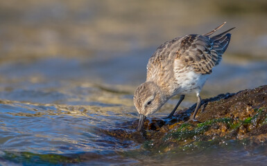 Dunlin - young bird at a seashore on the autumn migration way