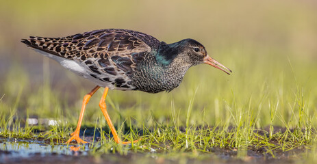 Ruff - male bird at a wetland on the mating season in spring
