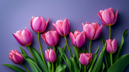 Fototapeta premium Flat lay of pink tulips on a purple background. Colorful Harmony of Tulips. Spring background. Vibrant Floral Display.
