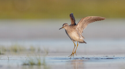 Wood Sandpiper  - in spring on the migration way at wetland