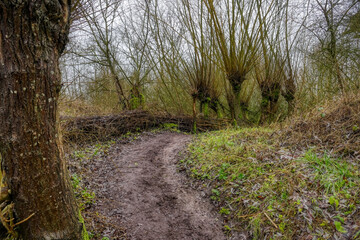 Gewundener Pfad mit Weiden in den Rieselfeldern in M&uuml;nster